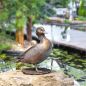 Preview: Gartenfigur »Mandarin-Ente« Bronze Preview: Gartenfigur »Mandarin-Ente« Bronze
