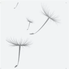 Symbol Pusteblume